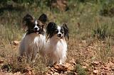 EPAGNEUL PAPILLON 148